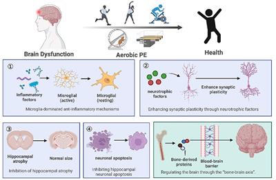 Frontiers Aerobic Physical Exercise As A Non Medical Intervention For Brain Dysfunction State